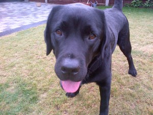 dog grooming with Louise