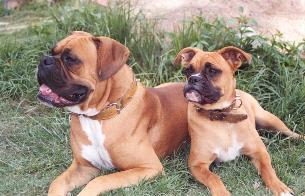 Boxer dog training is about being the boss