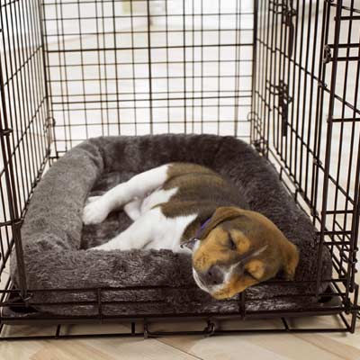 puppy house training with a crate 