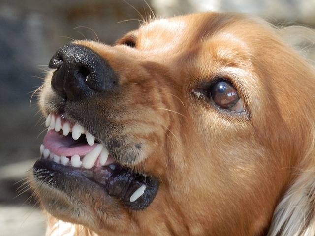 dog aggression is often caused by fear