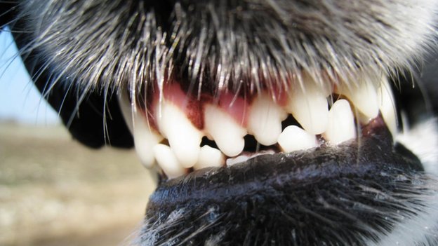 Every dog has the capacity to bite: is yours safe?