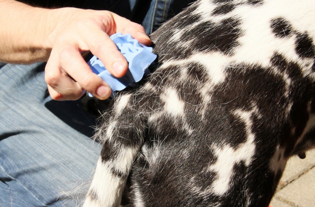 Dog brushing with a Zoom Groom