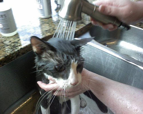 Cat bath: not all cats like it at first but after experience many come to love it