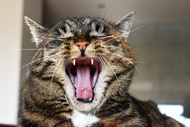 Yawn Cat Cats Maul Tired Rest Mackerel Cats Teeth