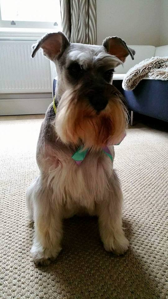 Dog Grooming in London and Noerth West Kent