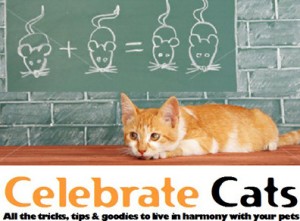 cat training